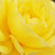 Jaune - Rosiers floribunda - Friesia®